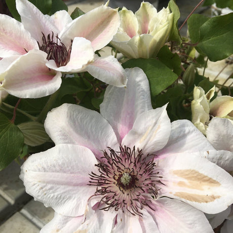 Clematis Tudor Patio Series - 3 litre - Cedar Nursery - Plants and Outdoor Living