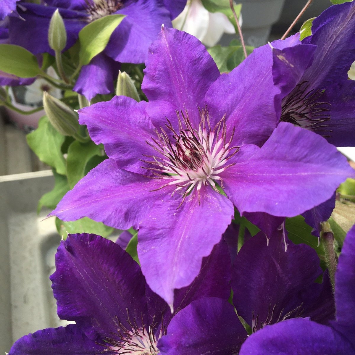 Clematis Tudor Patio Series - 3 litre - Cedar Nursery - Plants and Outdoor Living