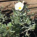 Convolvulus cneorum - 25-30cm - 2 litre - Cedar Nursery - Plants and Outdoor Living