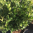 Euonymus japonicus 'Extravaganza' - 10 litre - Cedar Nursery - Plants and Outdoor Living