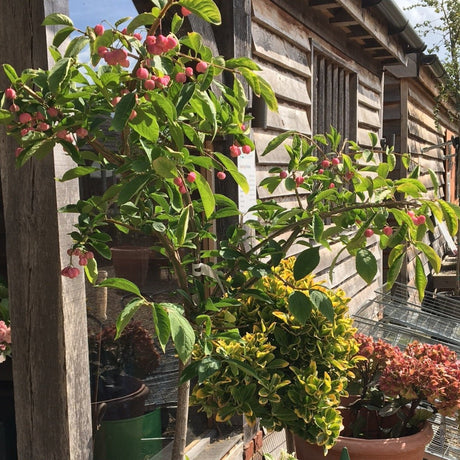 Euonymus phellomanus - 20 litre 180 cm Std - Cedar Nursery - Plants and Outdoor Living