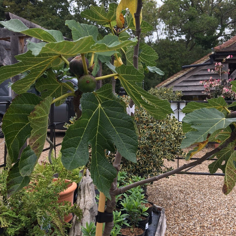 Ficus carica 'Violette Normande' (F) - 1/2 Std 10 litre (Fig Tree) - Cedar Nursery - Plants and Outdoor Living