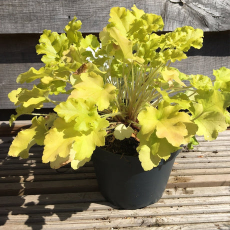 Heuchera 'Lime Marmalade' (Indian Summer Series) - 1.25 litre - Cedar Nursery - Plants and Outdoor Living