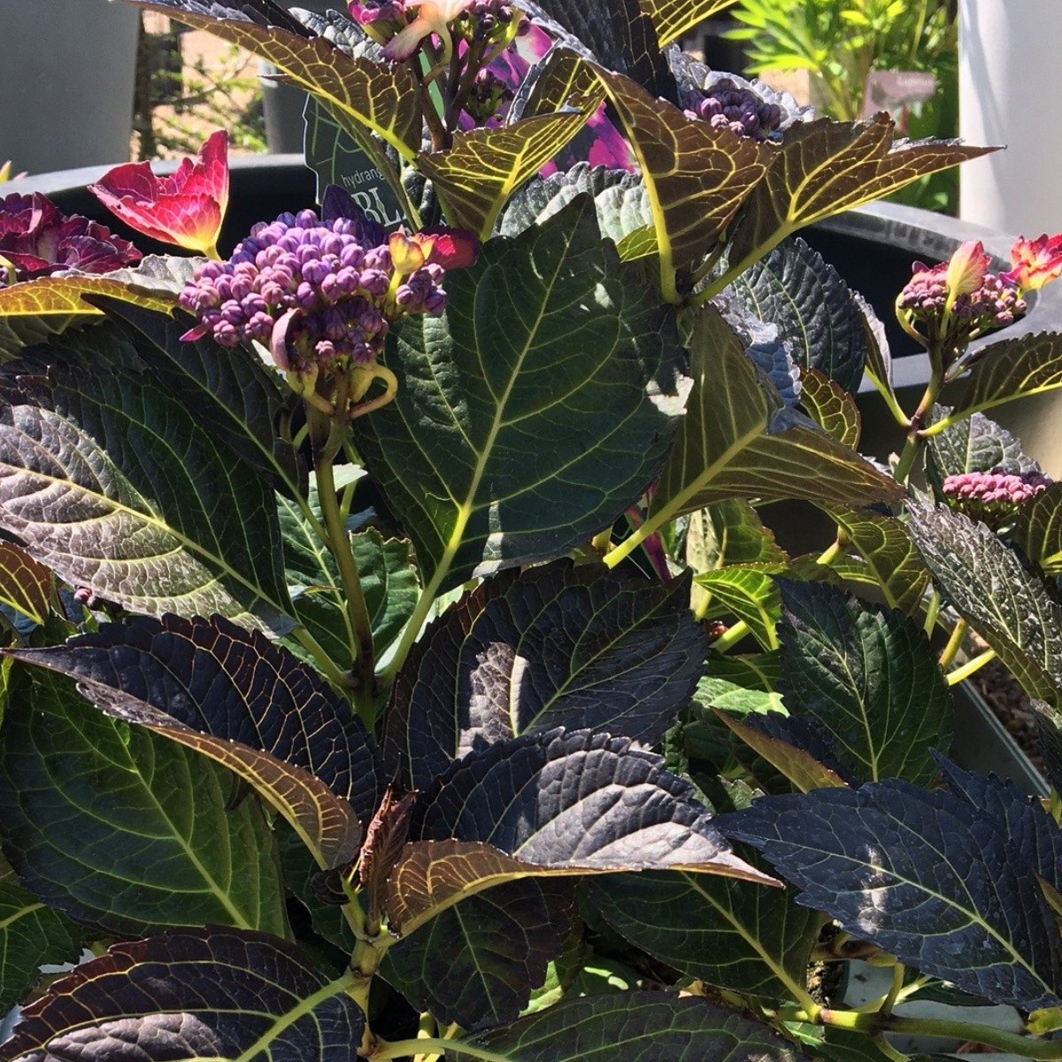 Hydrangea macrophylla 'Dark Angel Purple' (Black Diamonds Collection) - 5 litre - Cedar Nursery - Plants and Outdoor Living