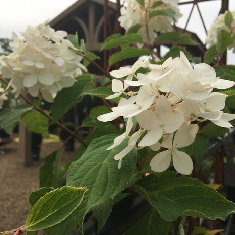 Hydrangea paniculata 'Phantom' - 80 cm Std 5 litre - Cedar Nursery - Plants and Outdoor Living