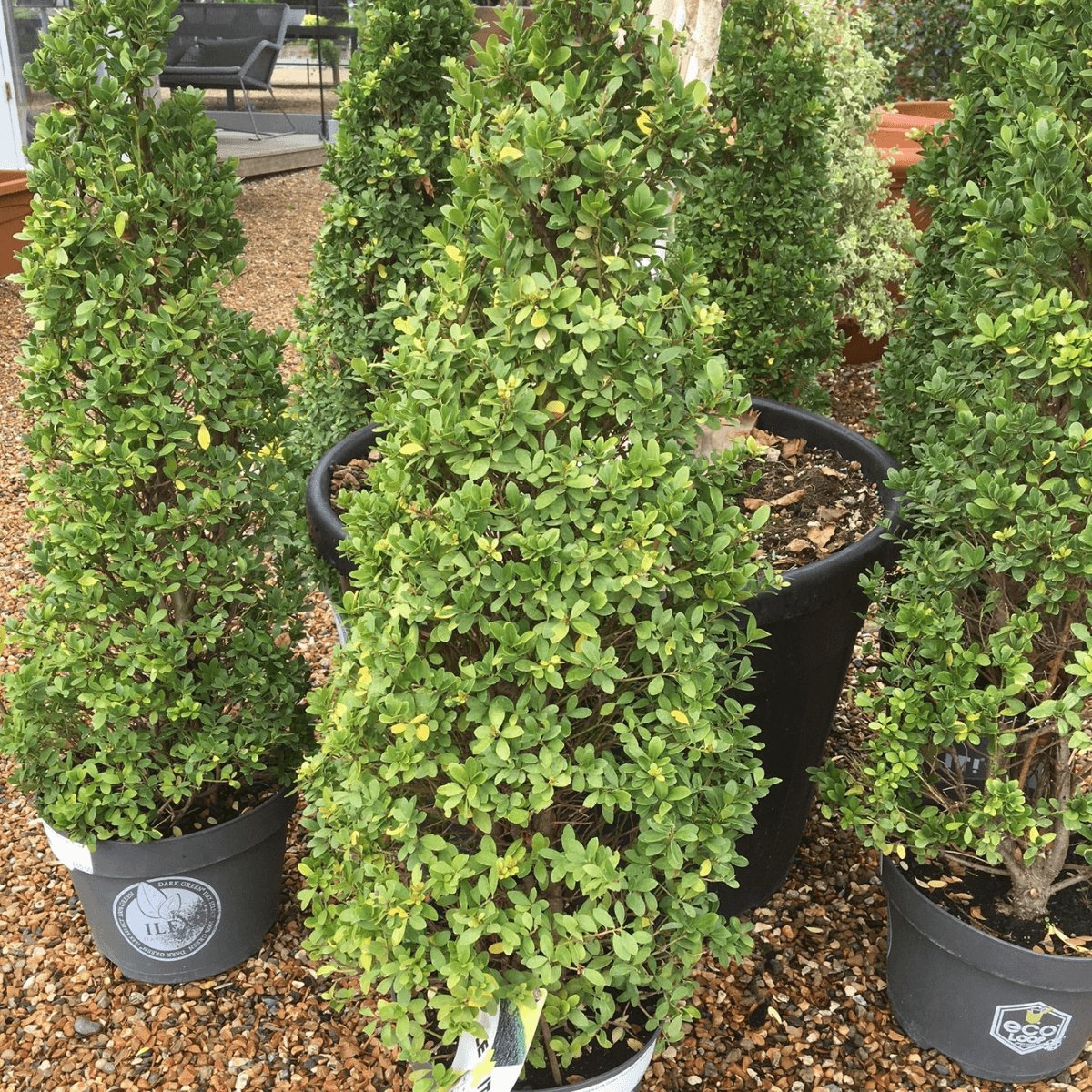 Ilex Crenata Dark Green ='Icoprins11'- 60 Cm Cone 7.5 Litre (Japanese ...