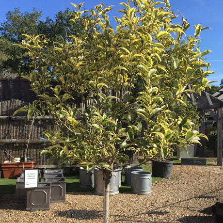 Ligustrum japonicum 'Aureum'- 1/2 Std 40-50 cm Head 18 litre - Cedar Nursery - Plants and Outdoor Living