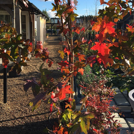 Liquidambar styraciflua - 25 litre - Cedar Nursery - Plants and Outdoor Living