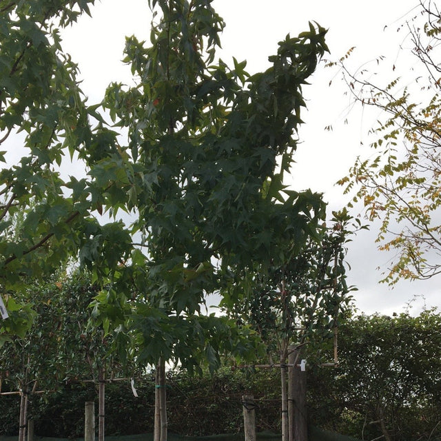 Liquidambar styraciflua - 35 litre Std - Cedar Nursery - Plants and Outdoor Living