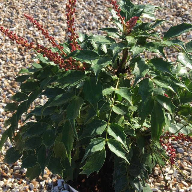 Mahonia nitens 'Cabaret' - 3 litre - Cedar Nursery - Plants and Outdoor Living