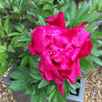 Paeonia lactiflora 'Charming Magenta Cinderella' (d) (Fabulous Flowers Series) - 7.5 litre (Peony) - Cedar Nursery - Plants and Outdoor Living