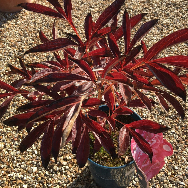 Paeonia lactiflora 'Gorgeous Pink Grace' (d) (Fabulous Flowers Series) - 7.5 litre (Peony) - Cedar Nursery - Plants and Outdoor Living