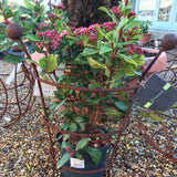 Peony Support - Cedar Nursery - Plants and Outdoor Living