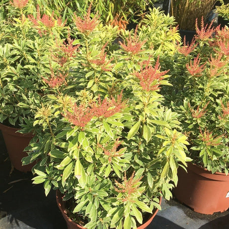 Pieris 'Polar Passion' (v) - 10 litre - Cedar Nursery - Plants and Outdoor Living