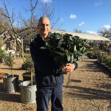 Rhododendron 'Cunningham's White' - 7.5 litre White - Cedar Nursery - Plants and Outdoor Living