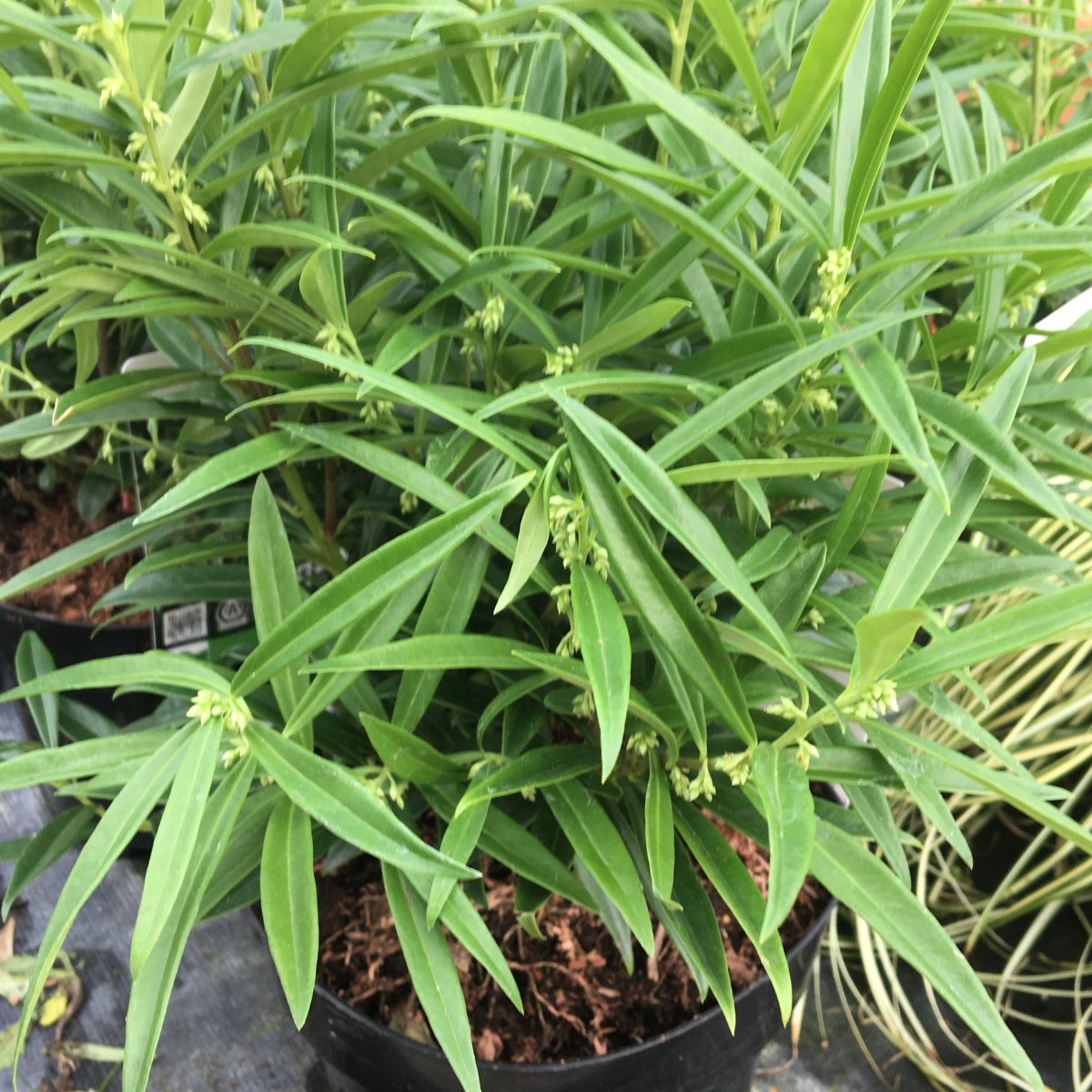 Sarcococca saligna - 3 litre (Sweet Box) - Cedar Nursery - Plants and Outdoor Living