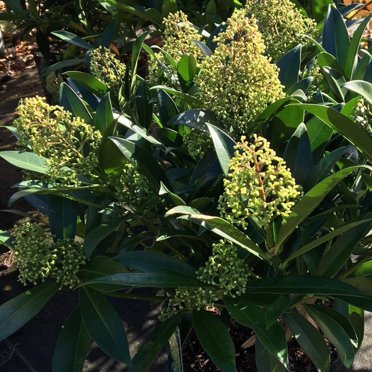 Skimmia × confusa 'Kew Green' (m) - 5 litre at Cedar Nursery - Plants ...