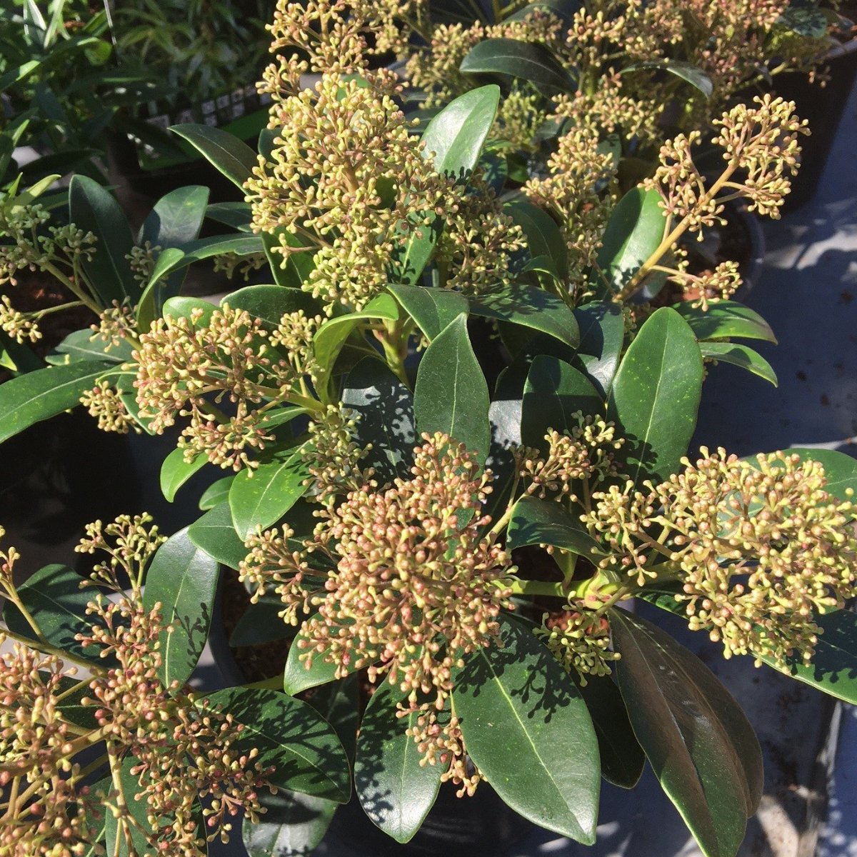 Skimmia japonica 'Rubinetta' (m) - 2 litre - Cedar Nursery - Plants and Outdoor Living