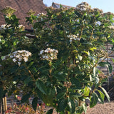 Viburnum tinus - 14 litre 1/2 Std - Cedar Nursery - Plants and Outdoor Living