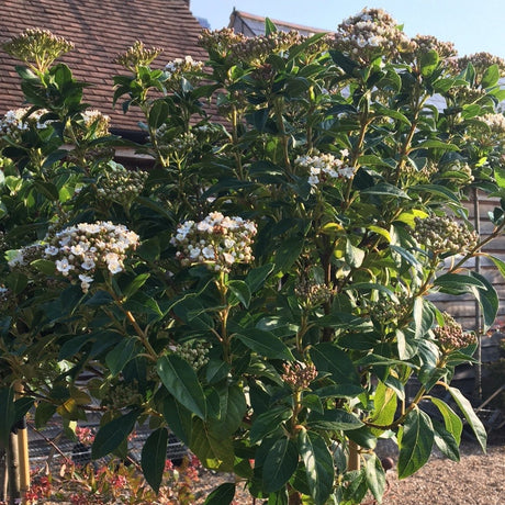 Viburnum tinus - 14 litre 1/2 Std - Cedar Nursery - Plants and Outdoor Living