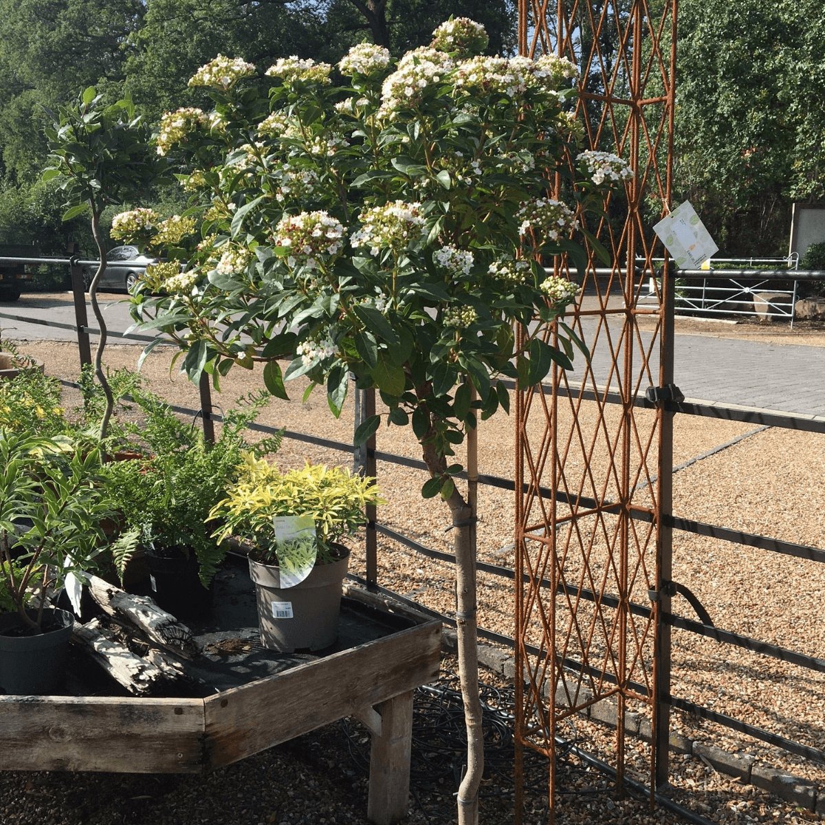 Viburnum tinus - 14 litre 1/2 Std - Cedar Nursery - Plants and Outdoor Living